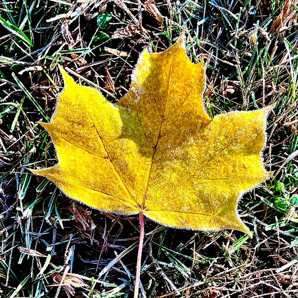 Meet your Posher, Sarah - Picture 1 of 1